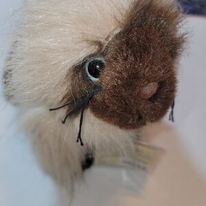 Webkinz Ganz Himalayan cat